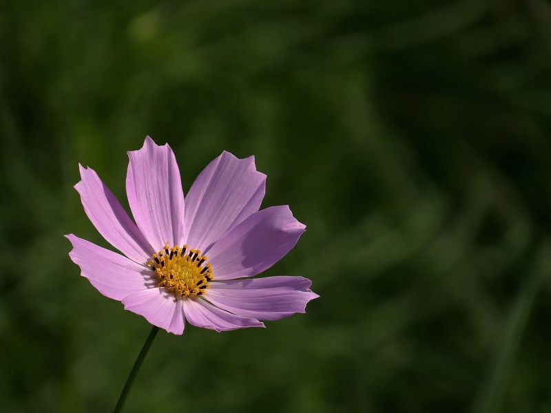 格桑花图片