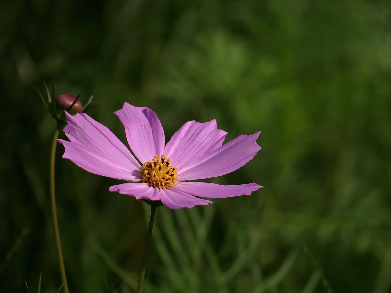 格桑花图片