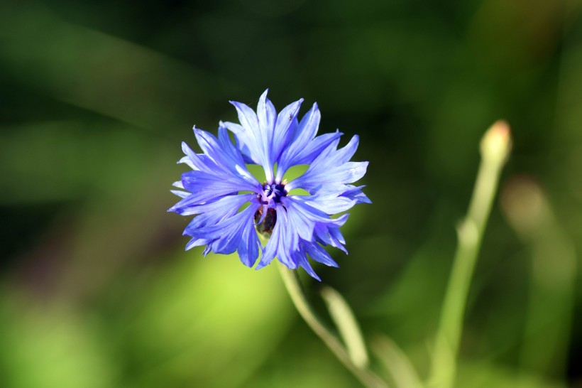 蓝色矢车菊图片