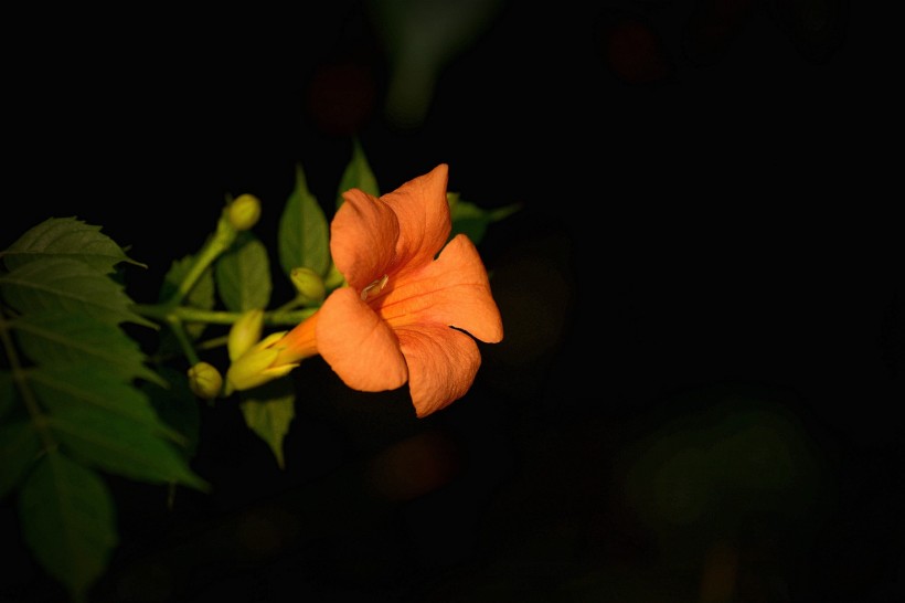 凌霄花图片