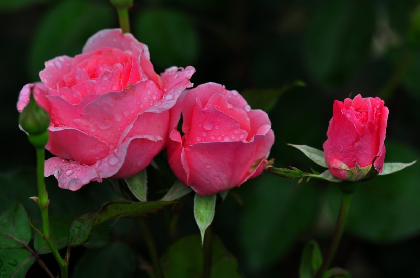 雨后的月季花图片