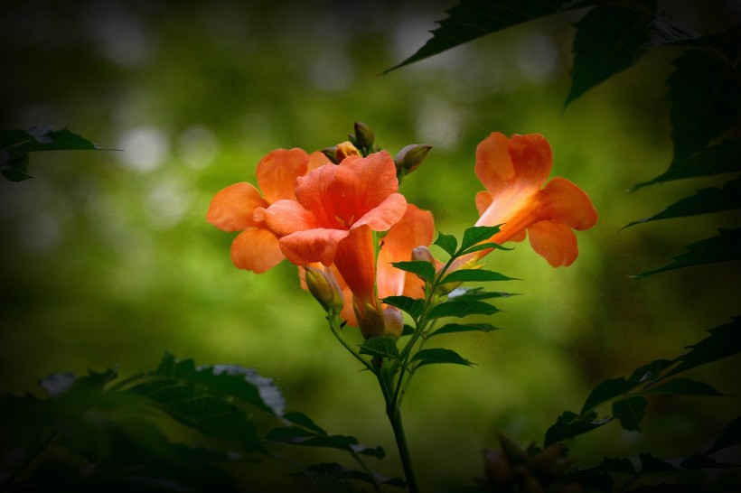 凌霄花图片