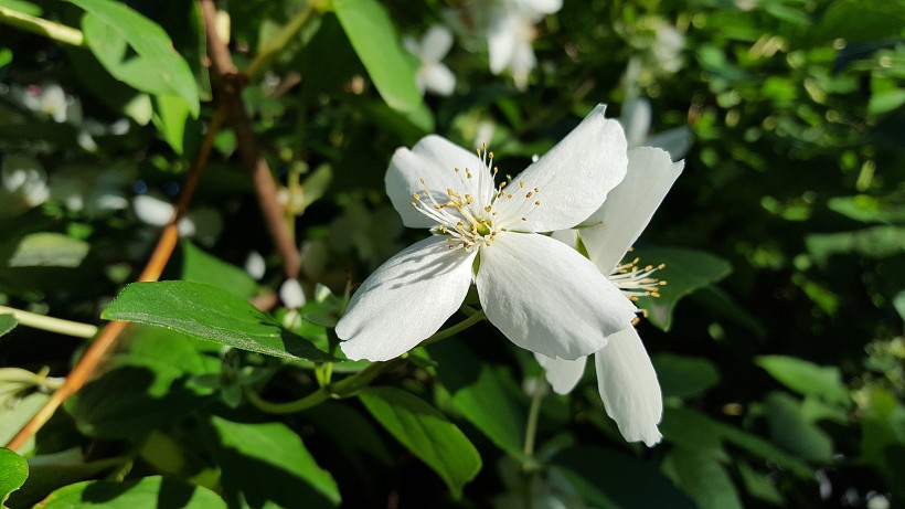 茉莉花图片