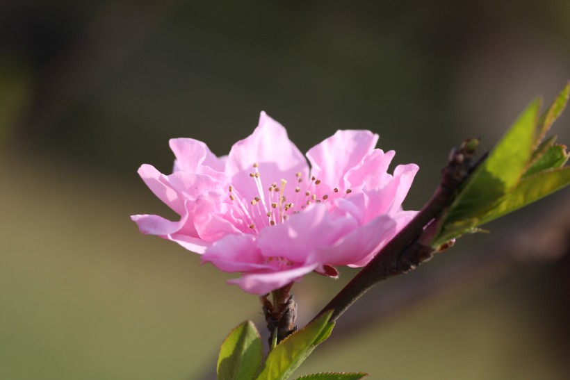 红粉桃花图片