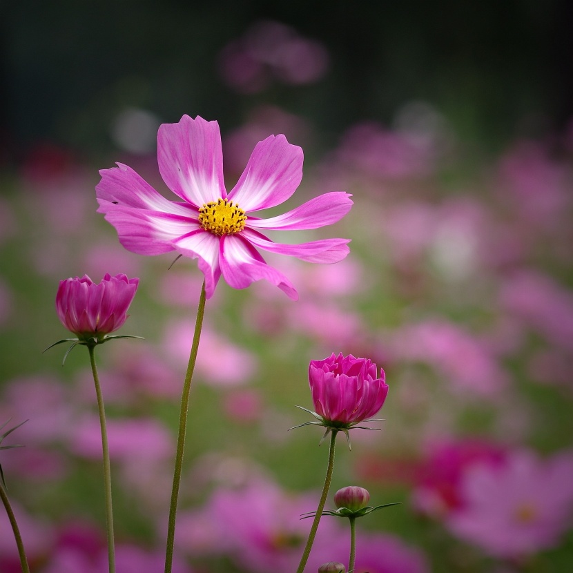 粉色波斯菊圖片