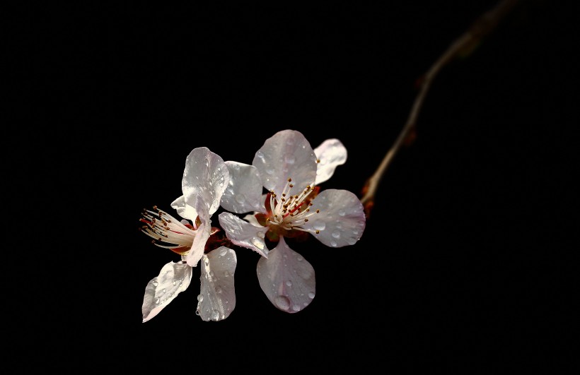 山桃花图片