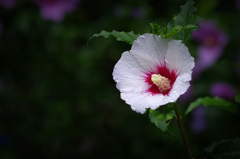 雨后木槿花图片 