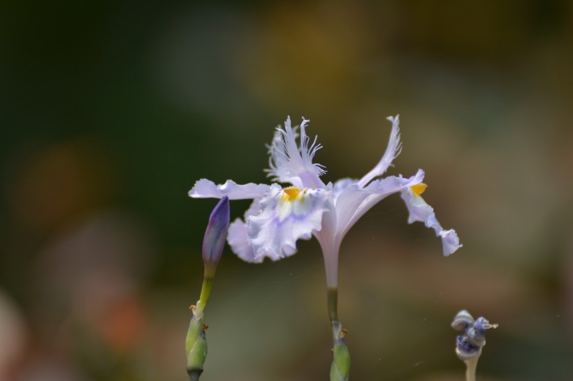 鳶尾花圖片