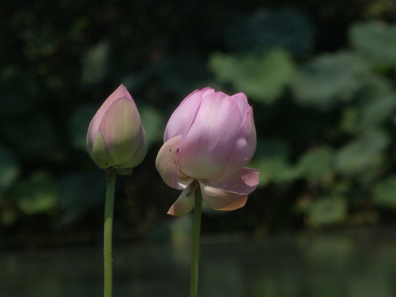 荷花圖片