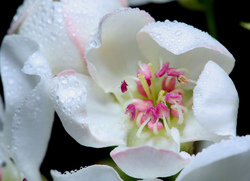 漂亮的鲜花花蕊图片