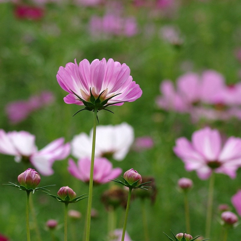 粉色波斯菊图片