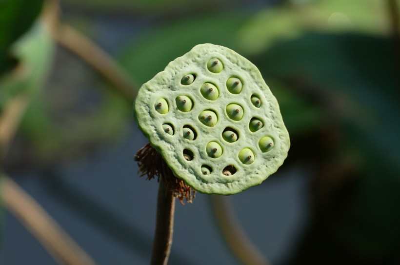 翠綠的荷花蓮蓬圖片