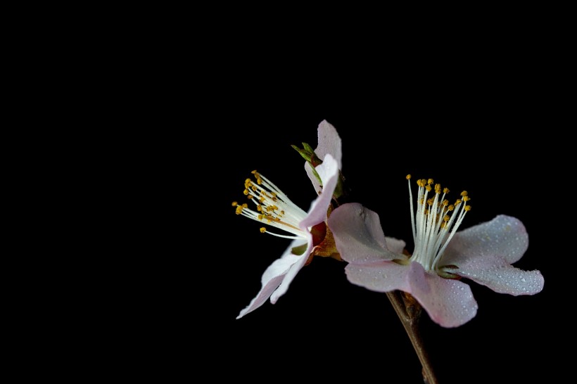 微距桃花图片