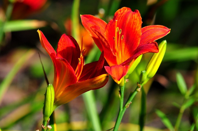 百合花圖片