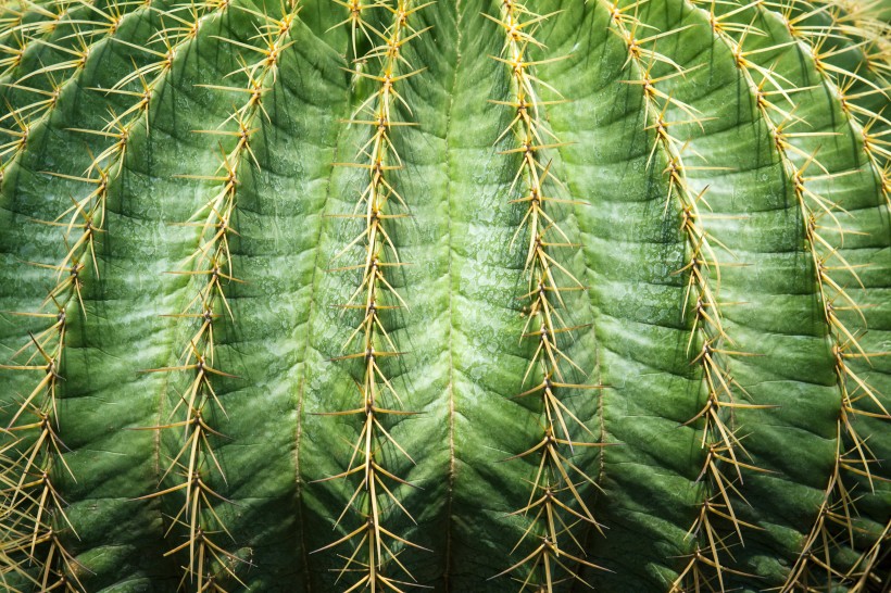 仙人掌科植物圖片