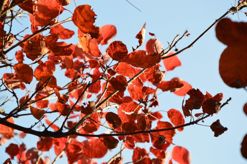 大自然的饋贈(zèng)北京香山紅葉風(fēng)景圖片