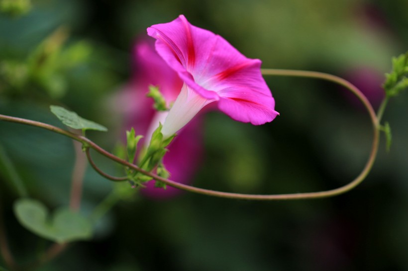 五彩斑斓牵牛花图片