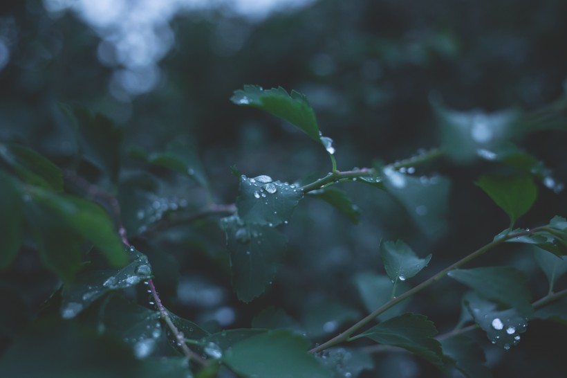 植物露水图片