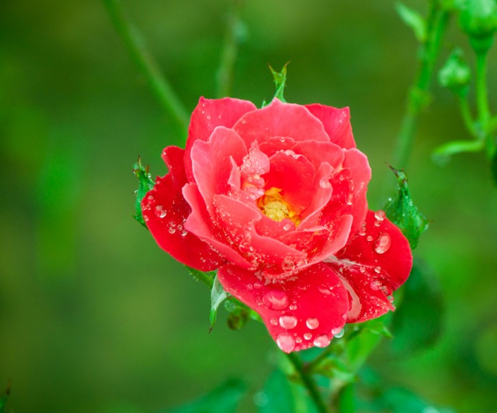 雨中月季花圖片