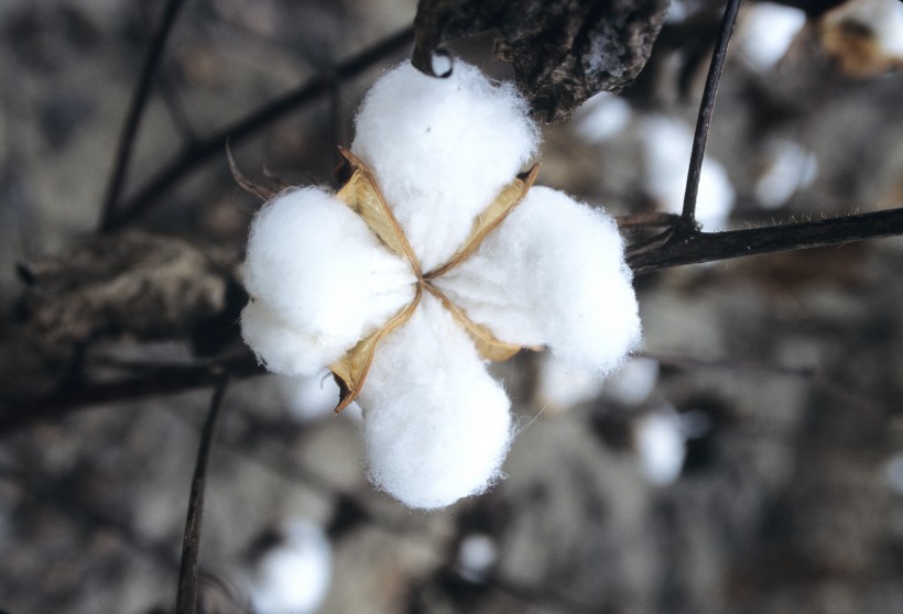 雪白柔軟的棉花圖片