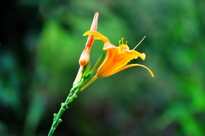 萱草花图片