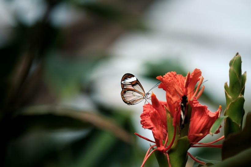 采花蜜的蝴蝶图片