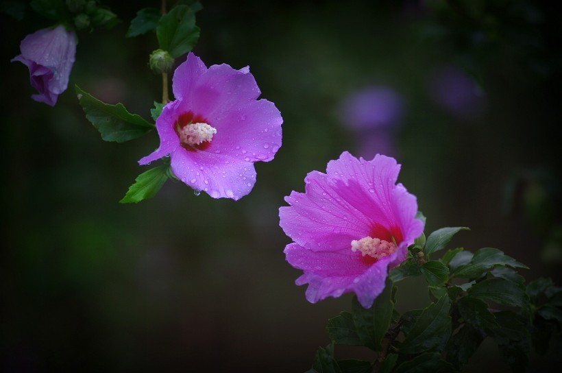 雨后木槿花图片 