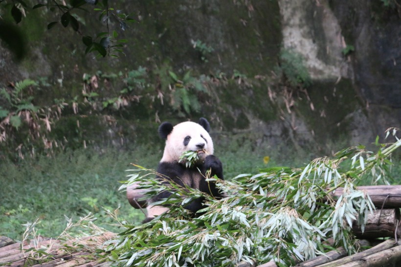 可爱大熊猫图片