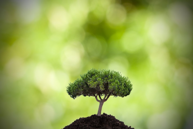 清新綠色植物圖片