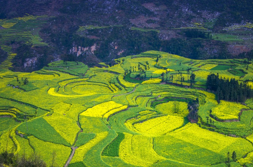 云南罗平油菜花风景图片