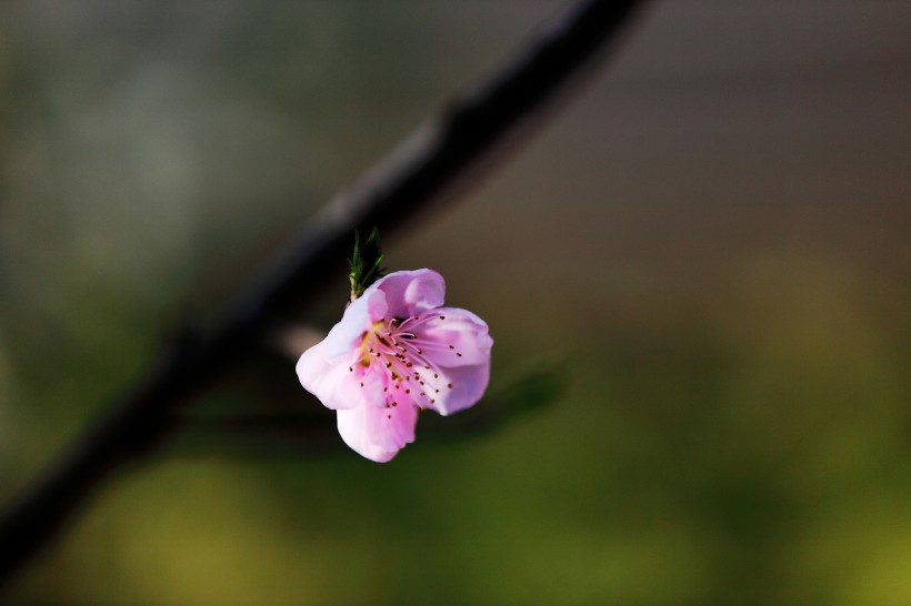 桃花图片