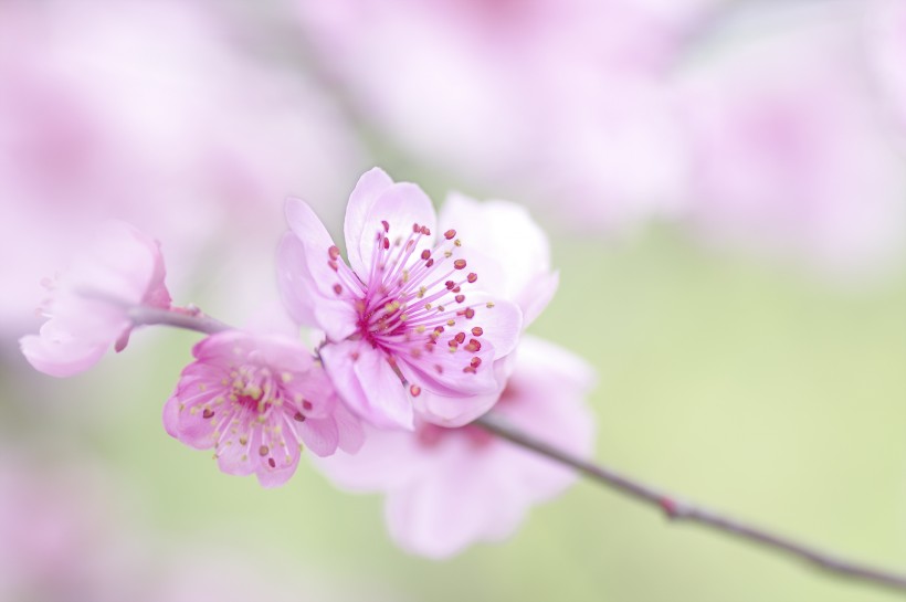 淡粉色梅花图片