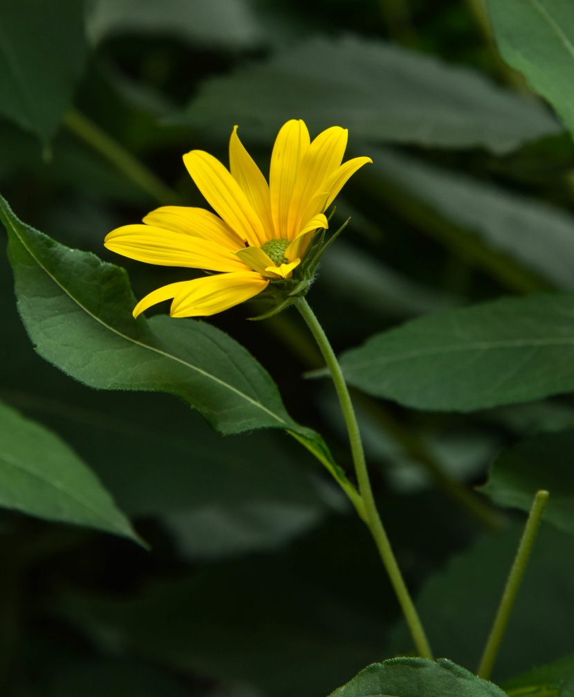 黃色洋姜花圖片