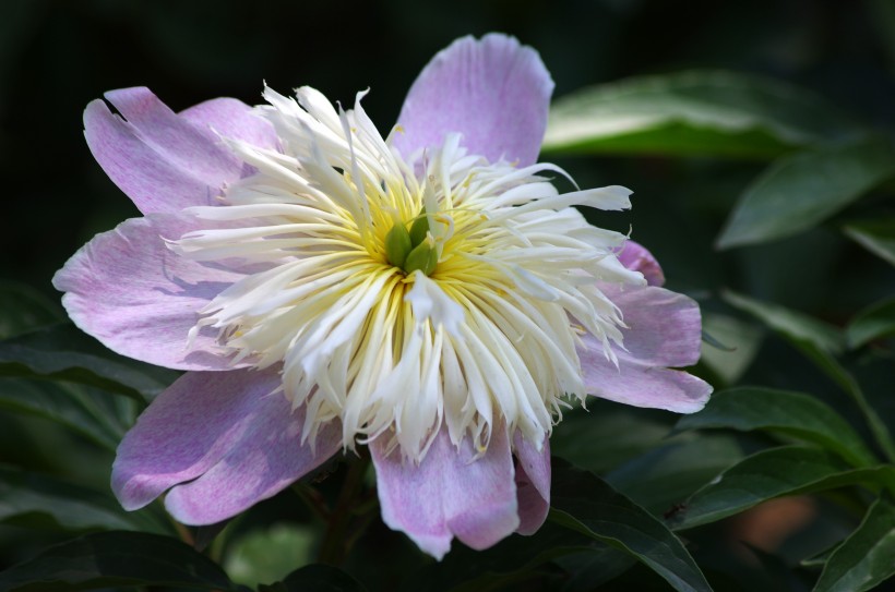 芍藥圖片