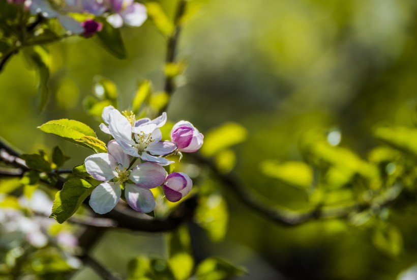 蘋果花圖片