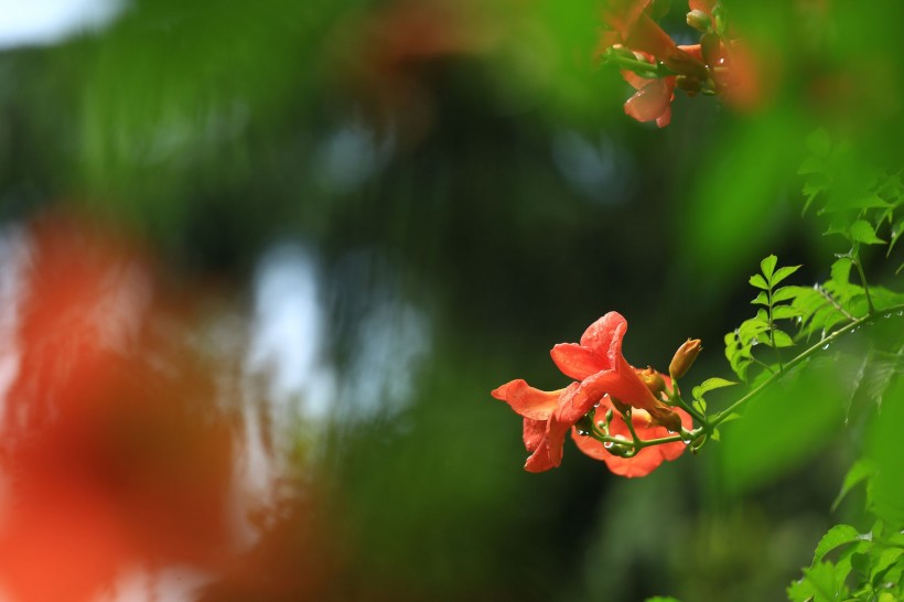 凌霄花图片