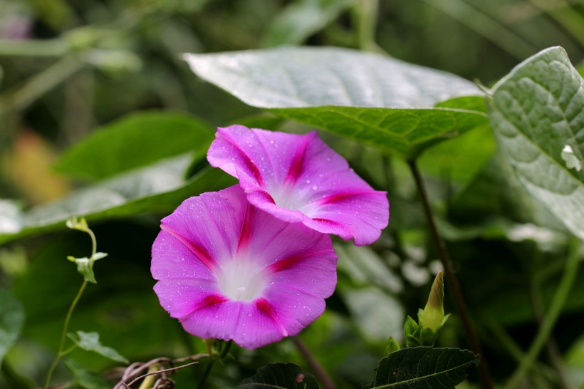 五彩斑斓牵牛花图片