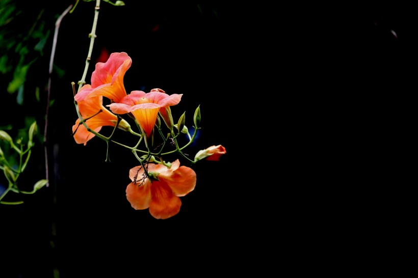 橙色凌霄花图片   