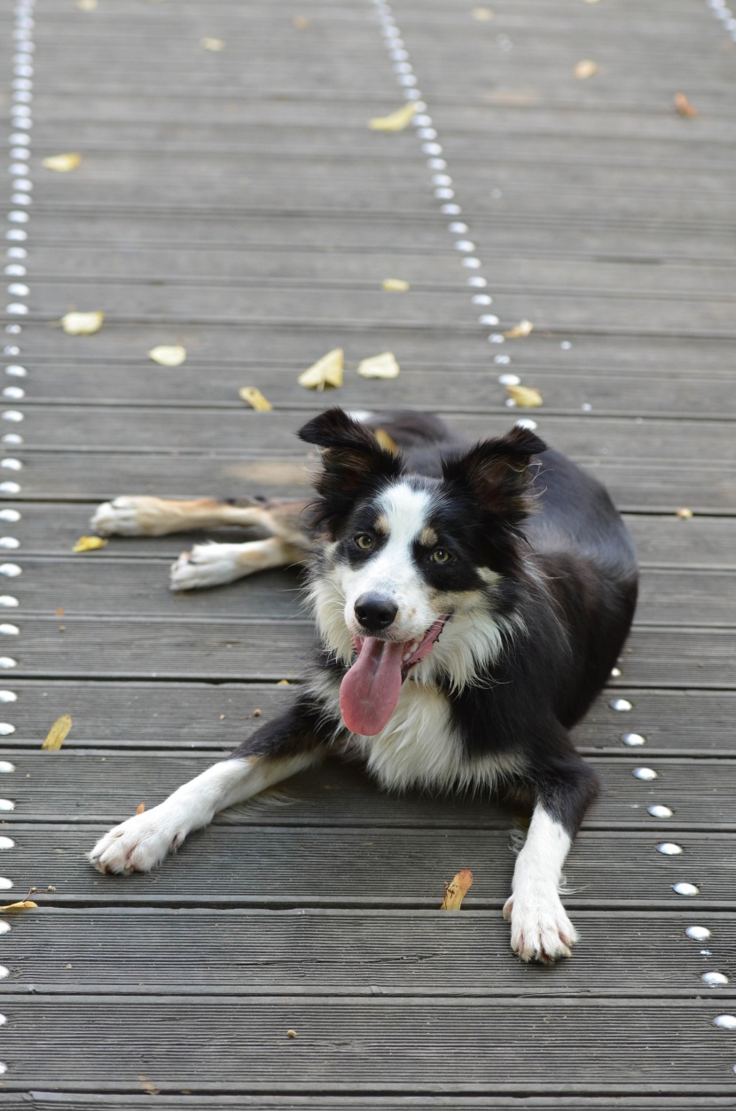 活潑可愛的牧羊犬圖片