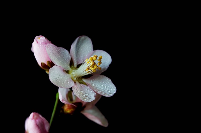 微距桃花图片