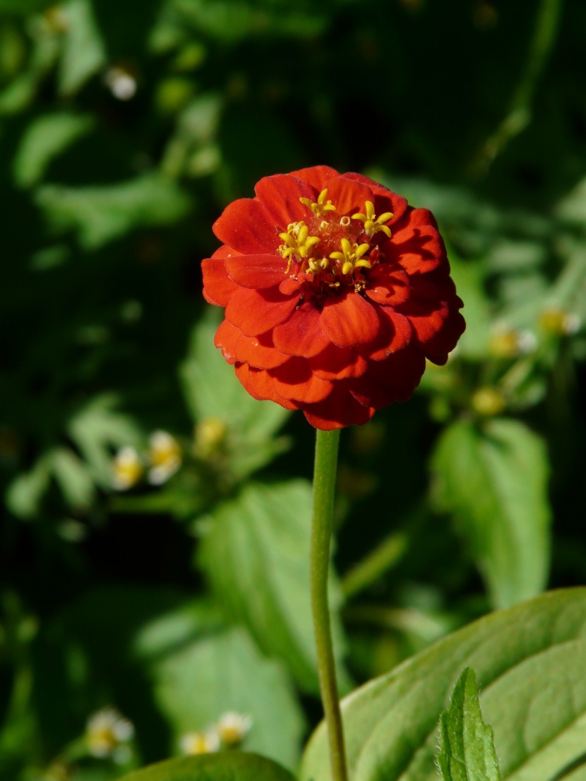 觀賞植物之百日菊圖片