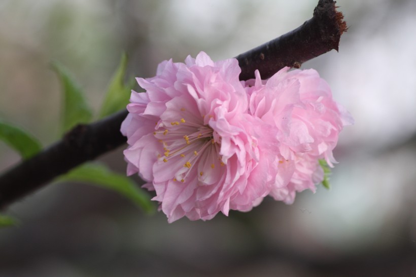 粉色郁李花图片   