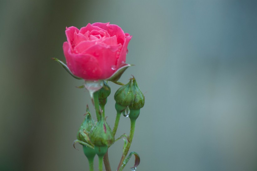 雨中月季花圖片