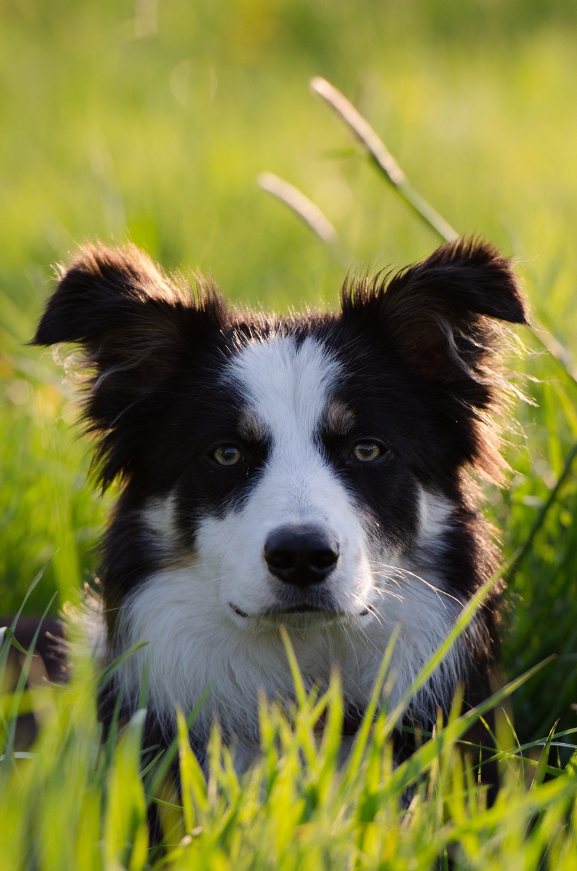 顽皮可爱的牧羊犬图片