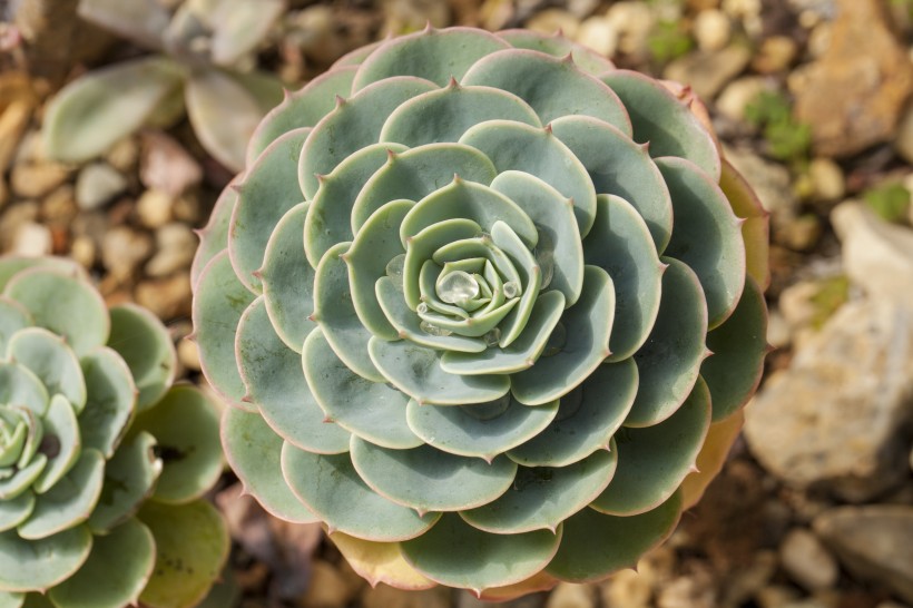 仙人掌科植物圖片