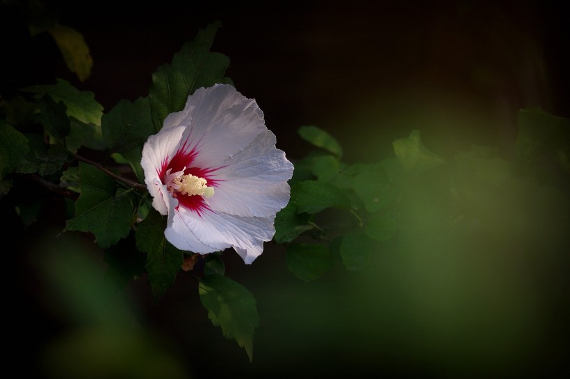 淡雅木槿花圖片