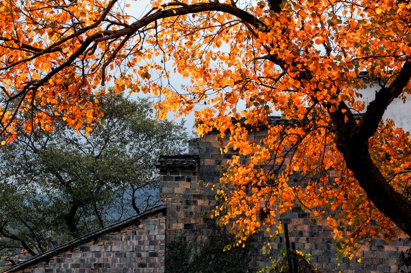 安徽塔川风景图片