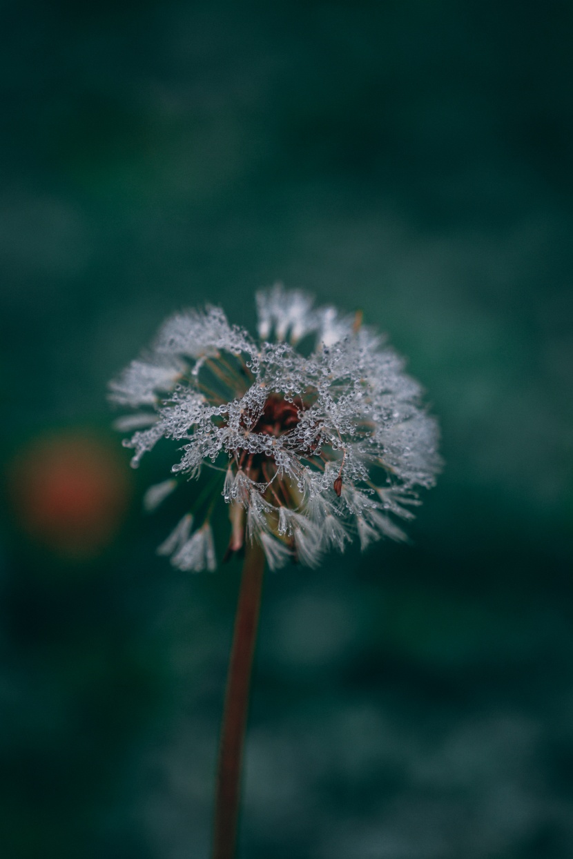 白色的蒲公英图片