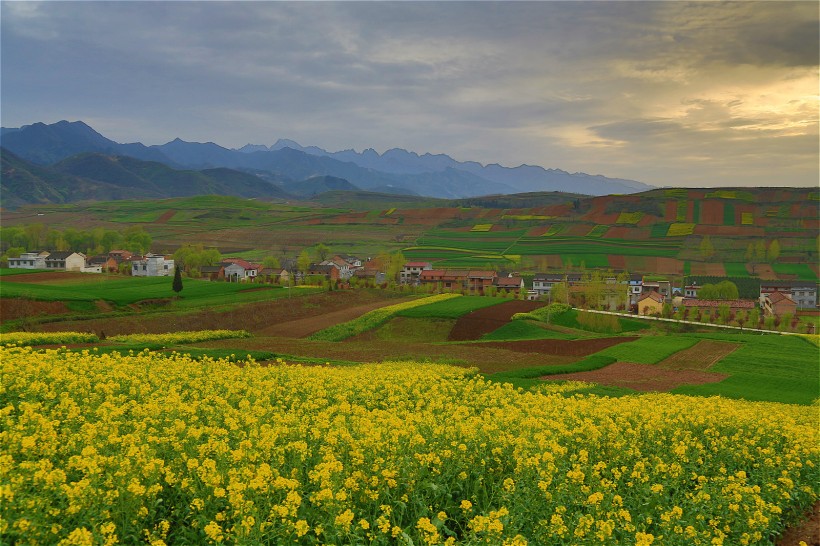 陕西西安鲍旗寨村油菜花风景图片