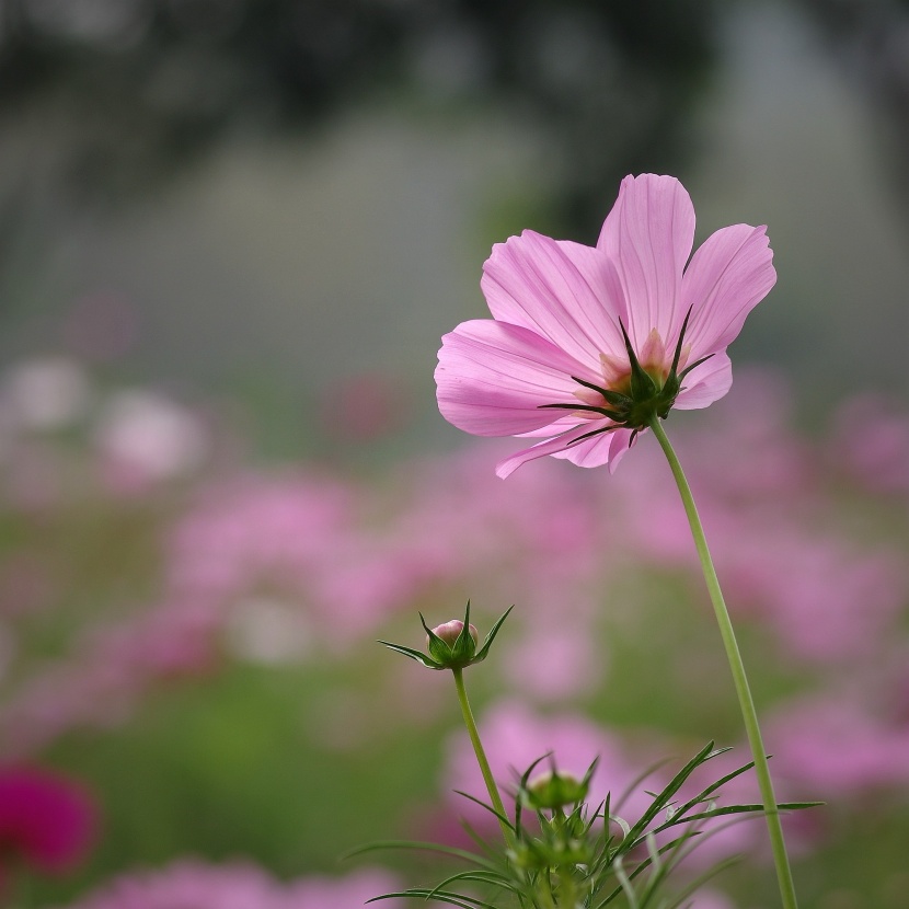 粉色波斯菊圖片